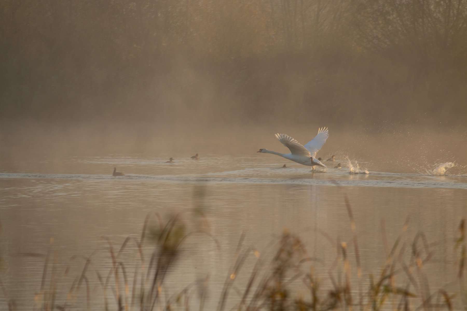 faune meuse ardennes